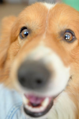 Looking down the nose of a Fluffy AKC Pembroke Corgi