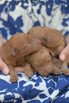 Red AKC Standard Poodle Puppies being held 