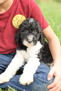 Sheepadoodle Boy