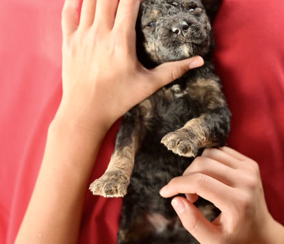 Kringle phantom standard poodle puppy male for sale