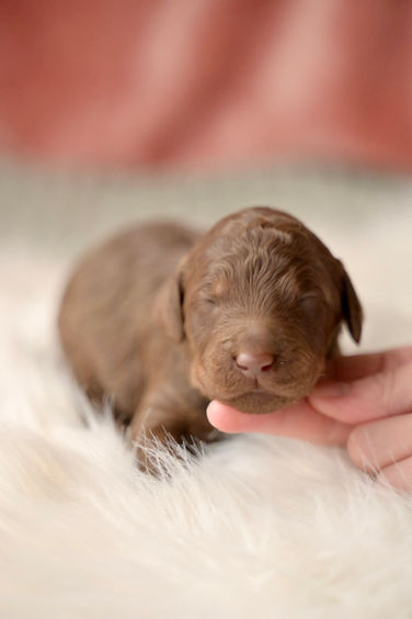 Brown Phantom Male Standard Poodle Puppy for sale