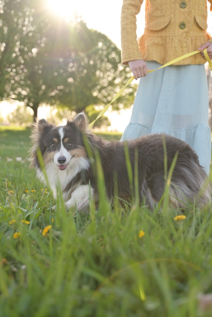 Boo Pembroke Welsh Corgi