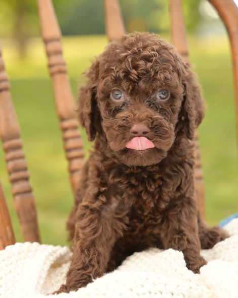 Puppy Tongue out pet photography