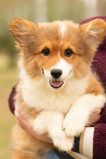Mae Female Fluffy Pembroke Corgi Puppy For Sale