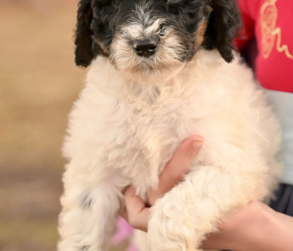 Noel black and white parti phantom standard poodle female for sale