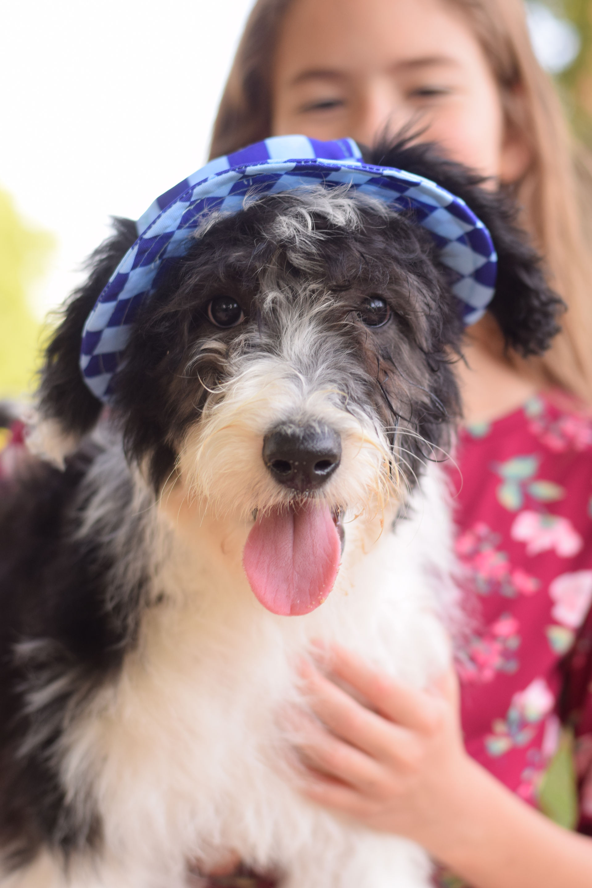 Sheepadoodle Puppy Earl