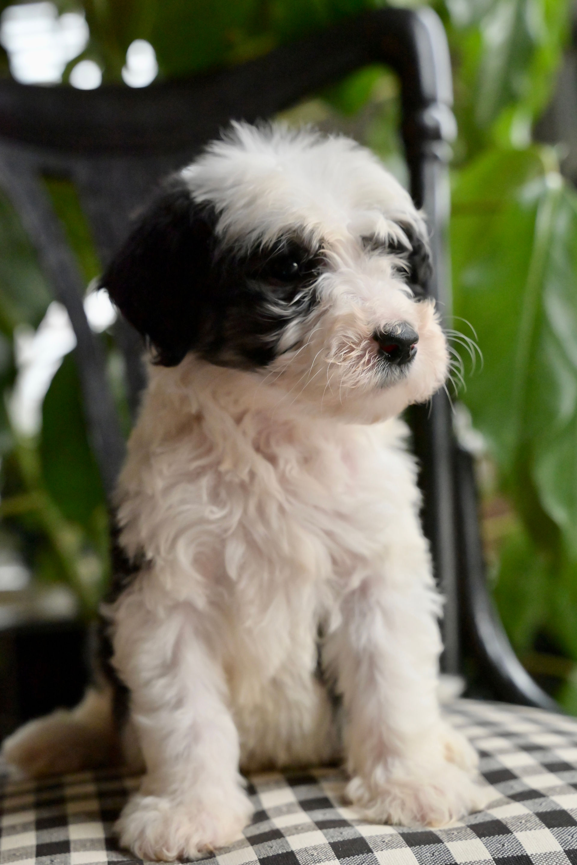 Destin Standard Sheepadoodle