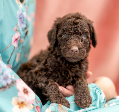 Constance Brown Female AKC Standard Poodle Puppy for sale