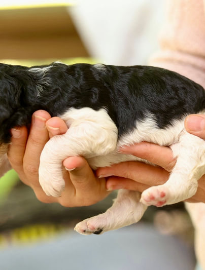 Mrs. Hughes Phantom Parti Female AKC Standard Poodle Puppy For Sale