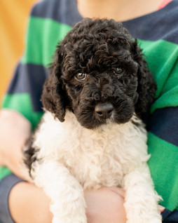 Reynie black and white parti AKC Standard Poodle Puppy boy for sale