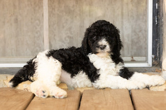Parti Standard Poodle Puppy