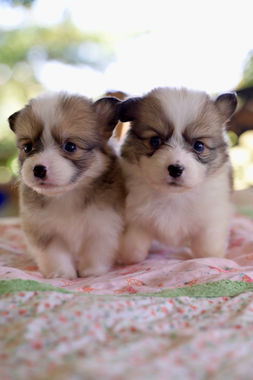 Fluffy Pembroke Corgi puppy for sale