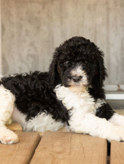 Cora Female Black and white Parti AKC Standard Poodle Puppy For Sale