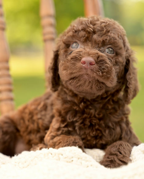 Puppy Pet Photography