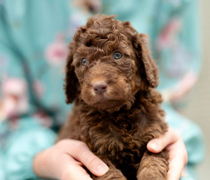 Mr. Benedict AKC Standard Poodle Brown Phantom Male Puppy For Sale
