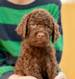 Constance brown akc standard poodle puppy female for sale