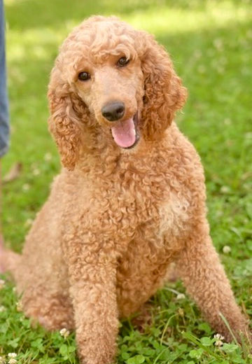 Ruby Standard Poodle Female Copper 