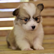 Fluffy Pembroke Corgi for sale
