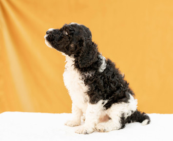 Sticky black and white parti AKC standard Poodle puppy male for sale