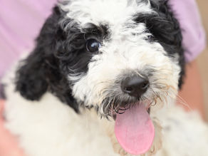 Happy Sheepadoodle Puppy