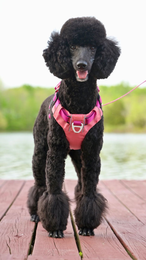 Black Poodle Cookeville Pet Photography