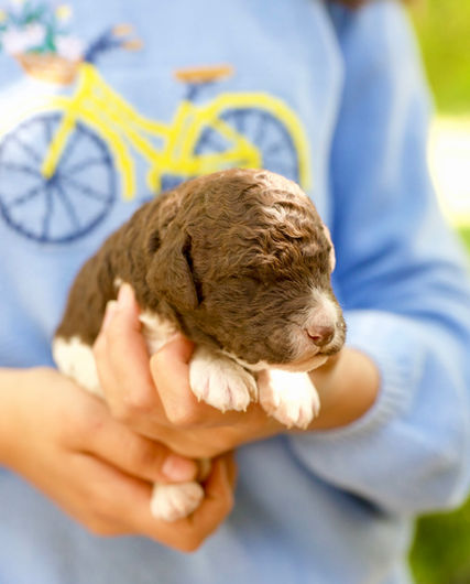 Branson Brown and white Parti Male AKC Standard Poodle Puppy For Sale