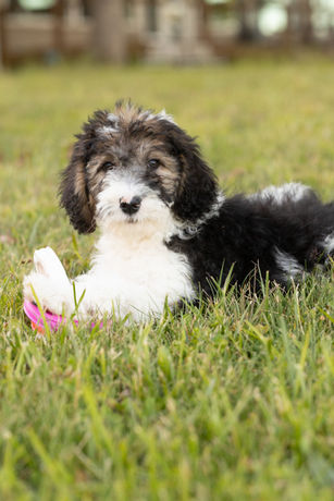 F1b Sheepadoodle Puppy laying in the yard with her toys