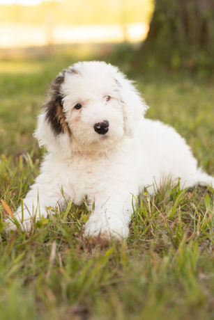 F1b Non Shedding Sheepadoodle Puppy laying in the yard ready now