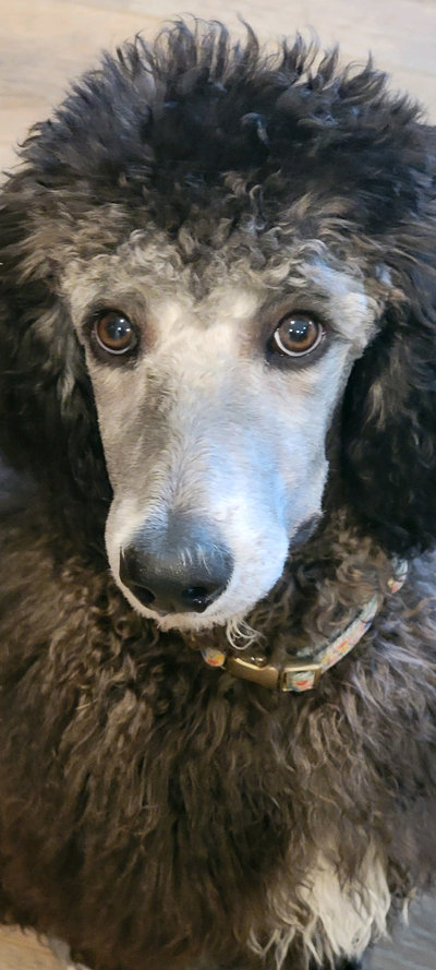 Silver standard poodle puppy