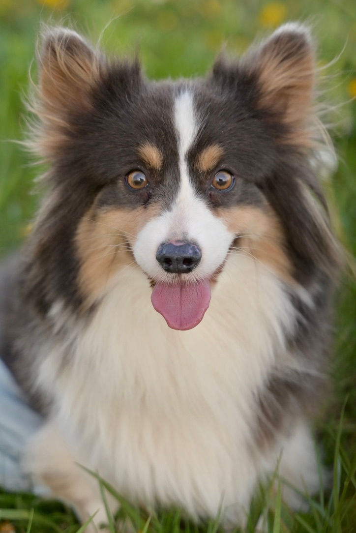 Boo Pembroke Welsh Corgi