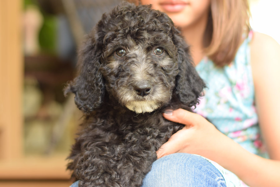 Paige, silver standard poodle puppy