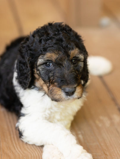 Mrs. Hughes Phantom Parti Female AKC Standard Poodle Puppy For Sale