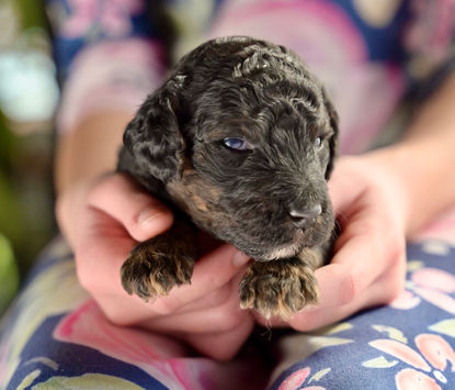 Ivy Phantom Standard Poodle Puppy Girl for sale