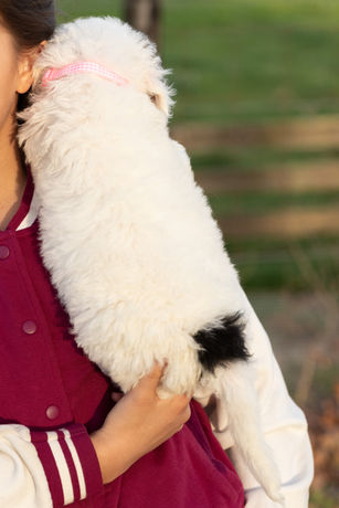 F1b Sheepadoodle Puppy female being held snuggling owner