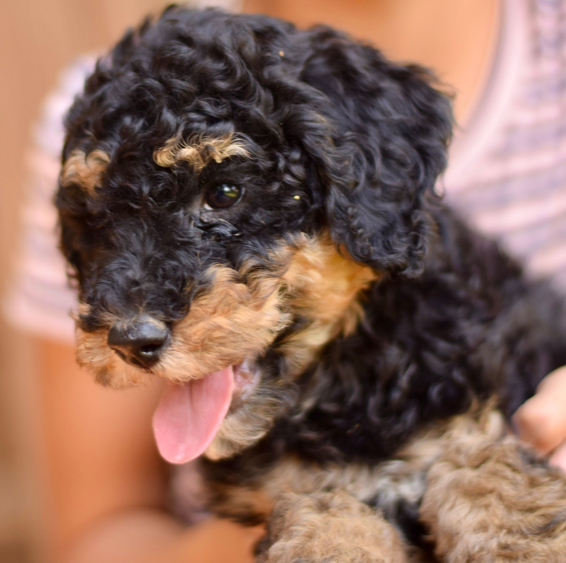 Abby Mini Sheepadoodle Puppy