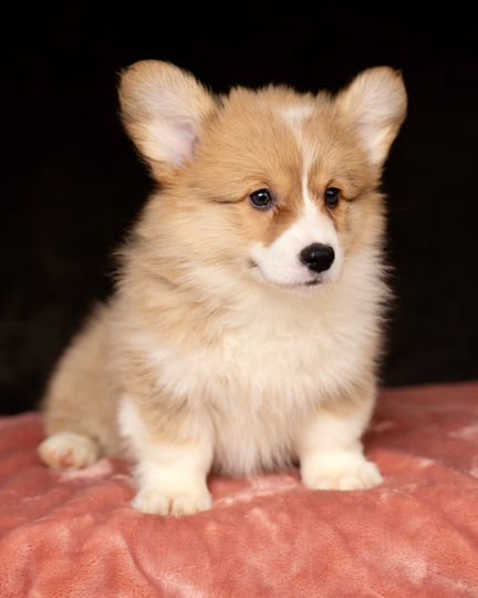 Ruby Female Fluffy Pembroke Corgi for sale