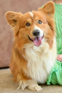 Fluffy AKC Pembroke Corgi sitting nicely