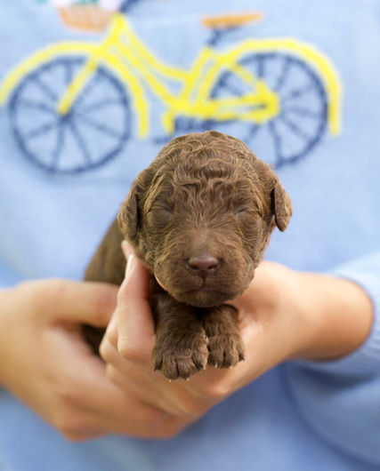 Sybil Female Brown AKC Standard Poodle Puppy for Sale