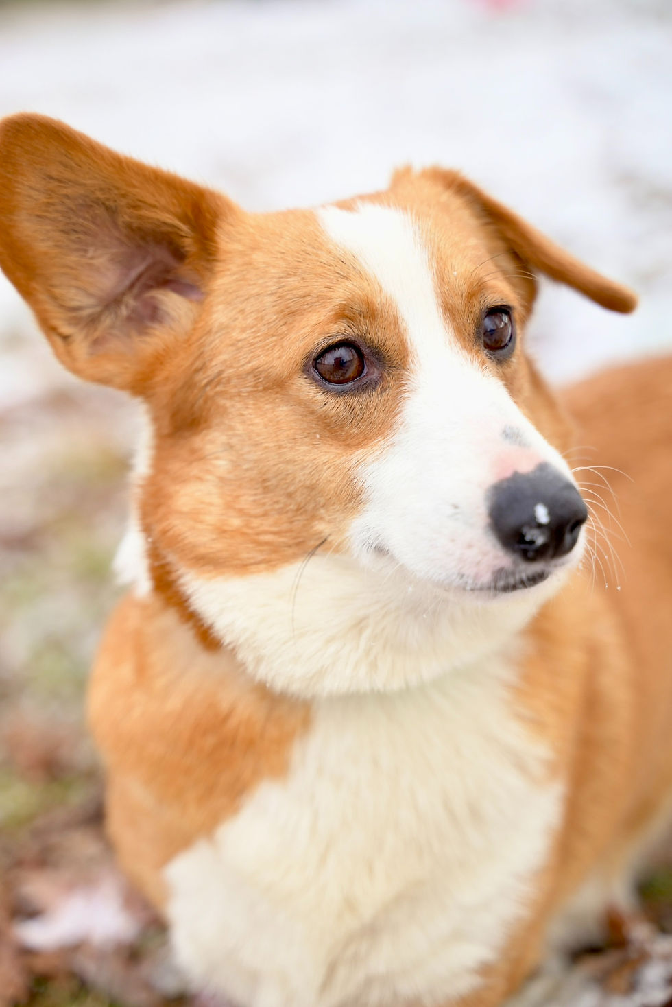 Bella Pembroke Welsh Corgi