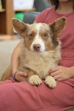 Brown Merle Corgi