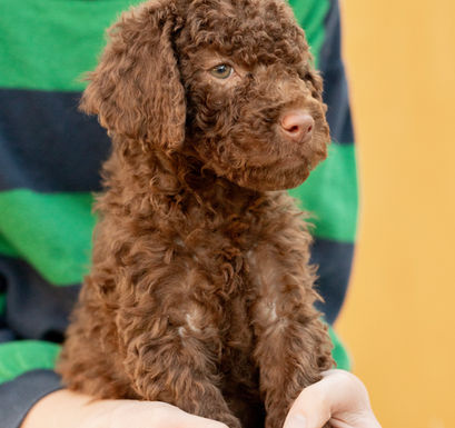 Constance Brown Female AKC Standard Poodle Puppy for sale
