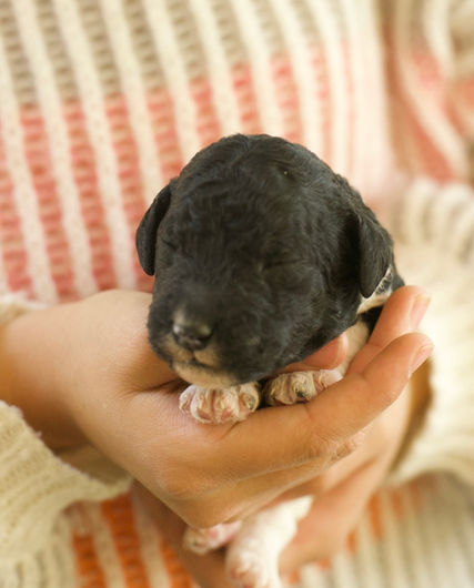 Carson Black and White Parti Male AKC Standard Poodle Puppy For Sale