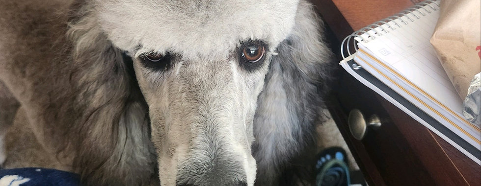 Silver standard poodle adult