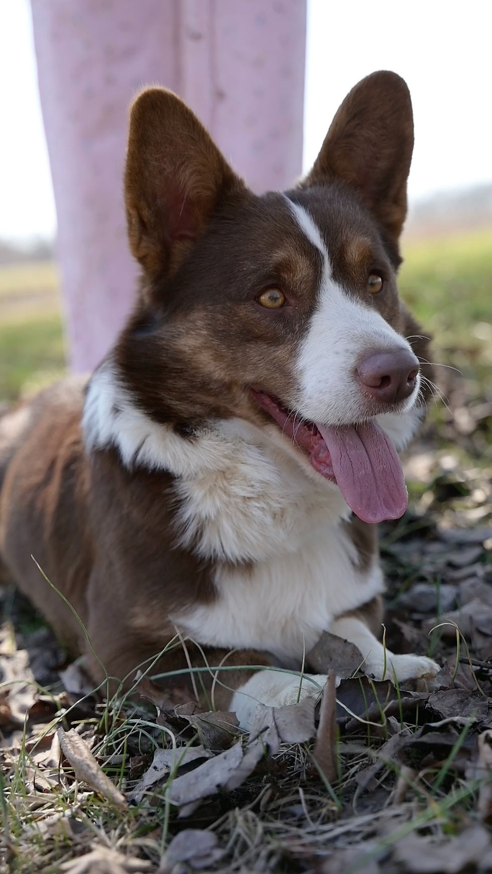 Dalton Cardigan Welsh Corgi