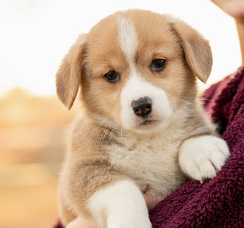 American corgi puppy female for sale