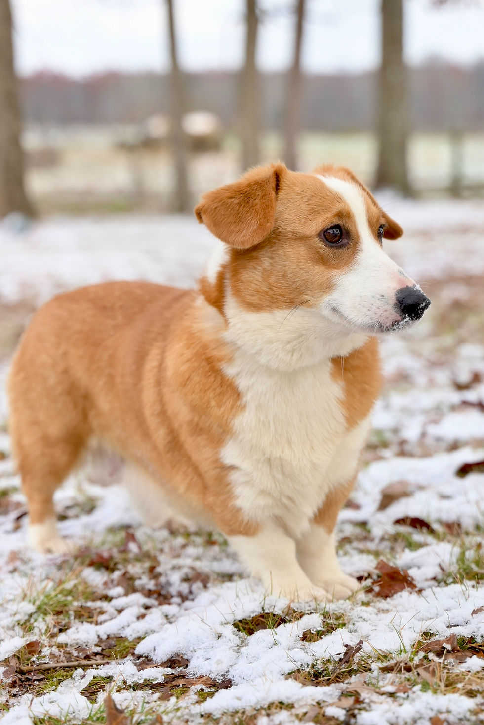 Bella Pembroke Welsh Corgi
