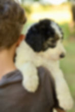Nana Sheepadoodle Puppy girl For Sale