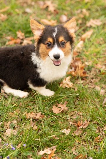 Thia Female Fluffy Tri Pembroke Corgi puppy for sale