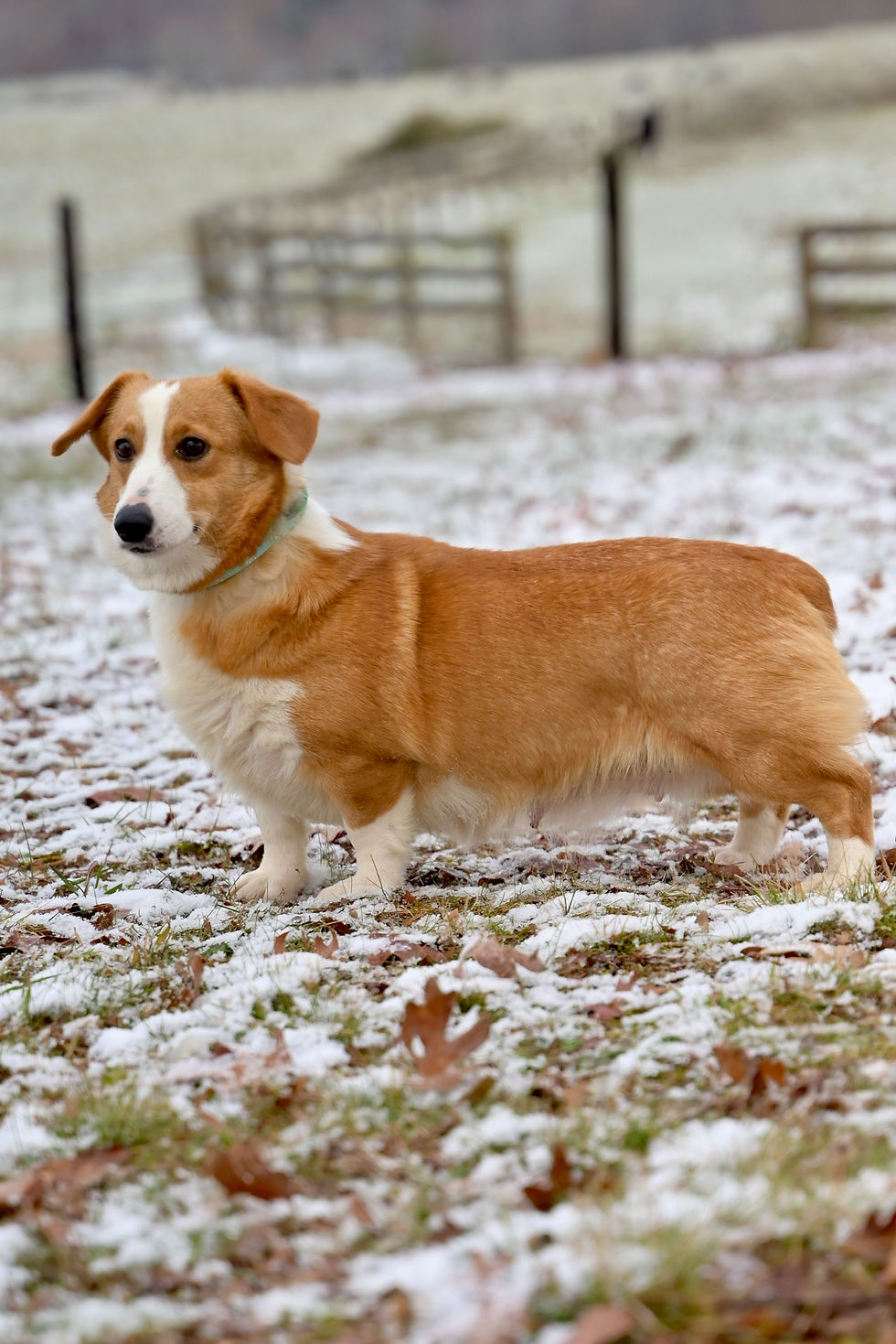 Bella Pembroke Welsh Corgi