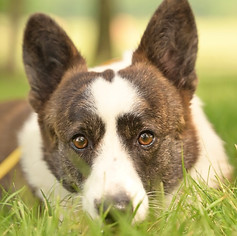 Kai American Corgi